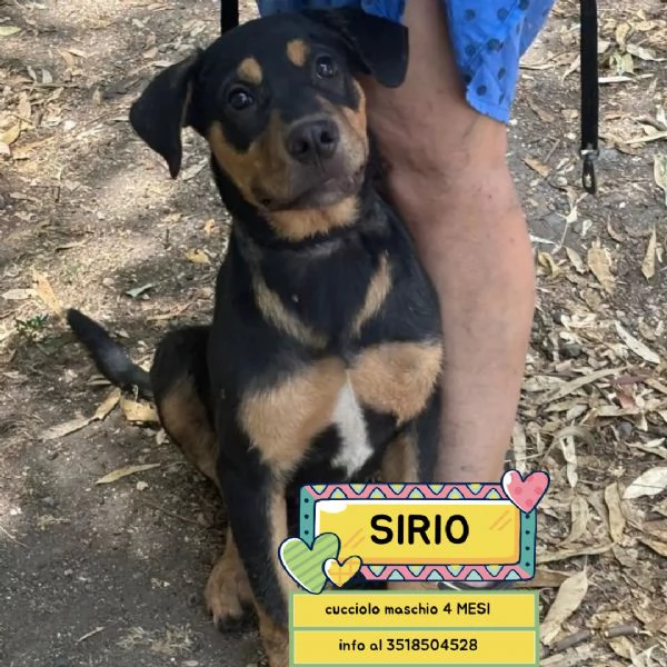 Sirio cucciolo 4 mesi cerca casa - mix rottweiler cane corso