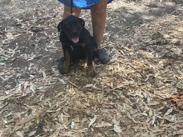 Vega dolce cucciolotta 4 mesi cerca casa - mix rottweiler cane corso | Foto 1