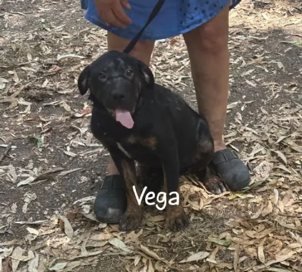 Vega dolce cucciolotta 4 mesi cerca casa - mix rottweiler cane corso | Foto 0