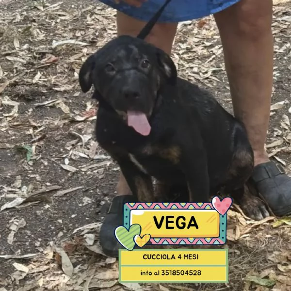 Vega dolce cucciolotta 4 mesi cerca casa - mix rottweiler cane corso