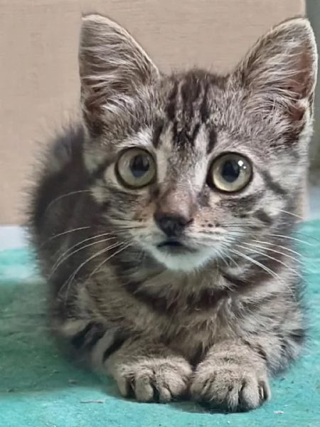 Titina dolce gattina micina cerca casa - in adozione | Foto 2