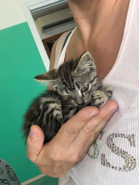 Titina dolce gattina micina cerca casa - in adozione | Foto 1