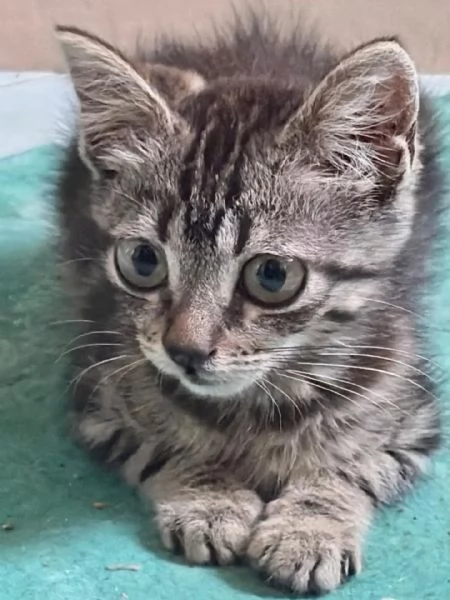 Titina dolce gattina micina cerca casa - in adozione | Foto 0
