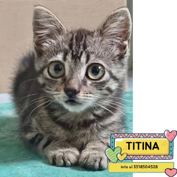 Titina dolce gattina micina cerca casa - in adozione
