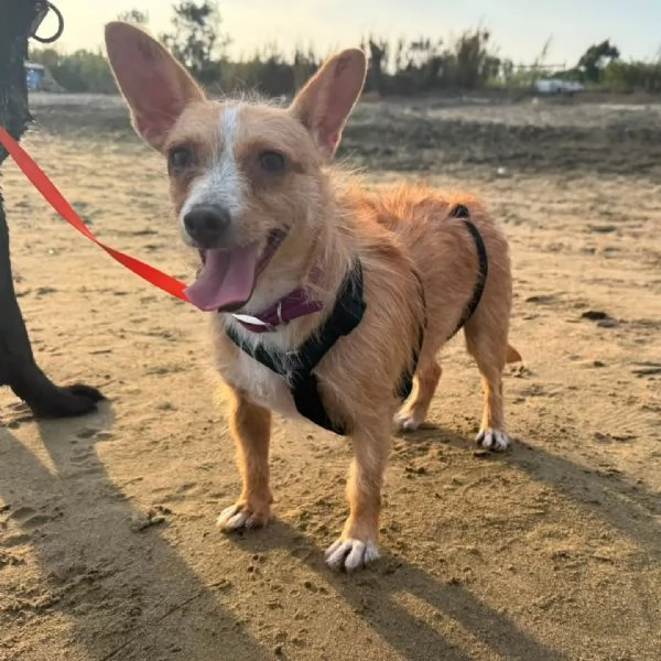 Agata dolce cagnolina cerca casa - taglia piccola 3 anni e mezzo | Foto 4