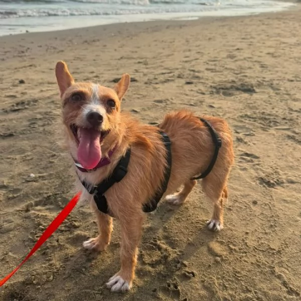 Agata dolce cagnolina cerca casa - taglia piccola 3 anni e mezzo | Foto 2