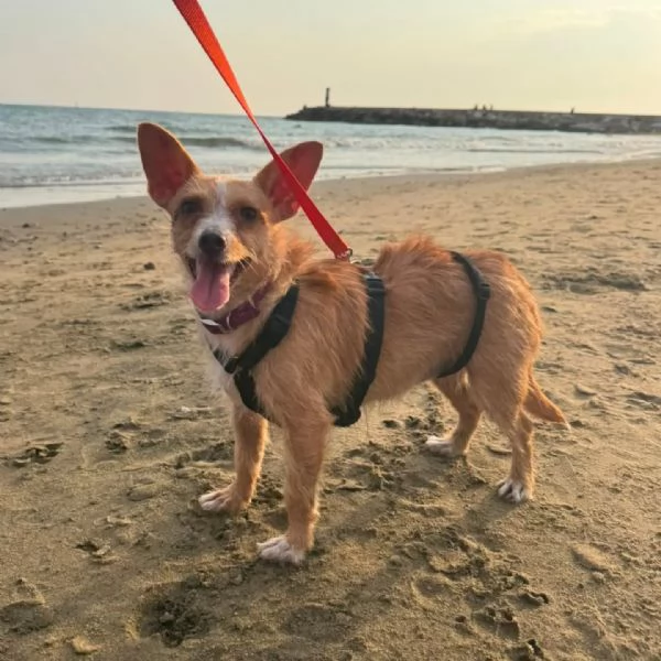 Agata dolce cagnolina cerca casa - taglia piccola 3 anni e mezzo | Foto 1