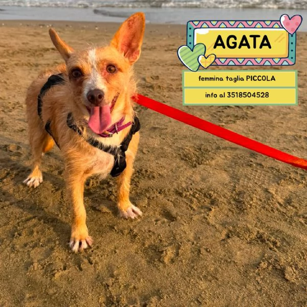 Agata dolce cagnolina cerca casa - taglia piccola 3 anni e mezzo