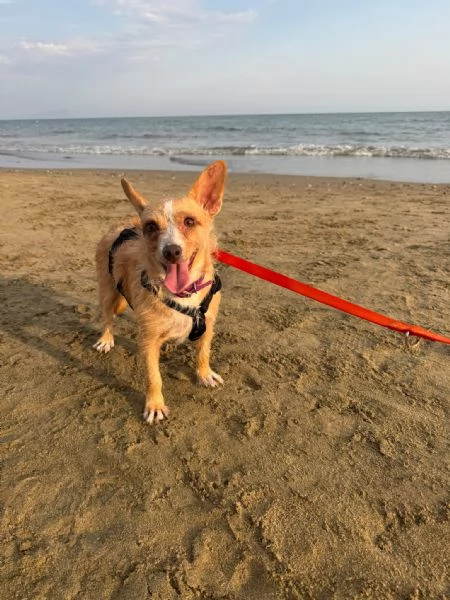 Agata dolce cagnolina cerca casa - taglia piccola 3 anni e mezzo | Foto 0