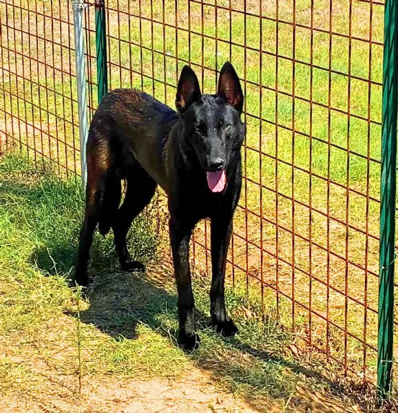 Cash e Hydra adozione consapevole per pastori belga malinois 1 anno | Foto 4