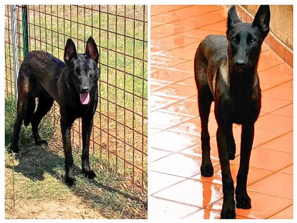Cash e Hydra adozione consapevole per pastori belga malinois 1 anno | Foto 3