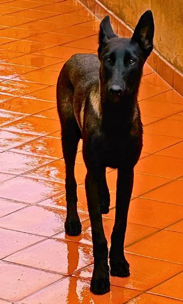 Cash e Hydra adozione consapevole per pastori belga malinois 1 anno | Foto 2