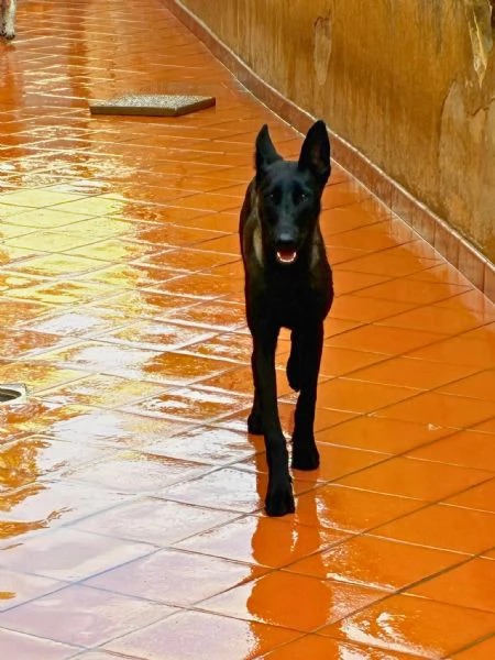Cash e Hydra adozione consapevole per pastori belga malinois 1 anno | Foto 1