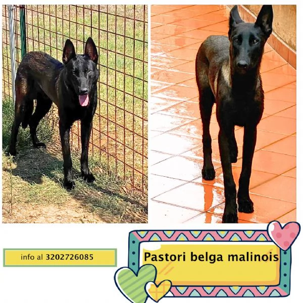 Cash e Hydra adozione consapevole per pastori belga malinois 1 anno