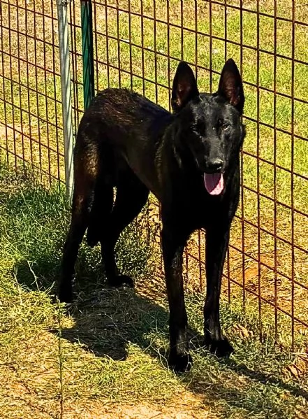 Cash e Hydra adozione consapevole per pastori belga malinois 1 anno | Foto 0