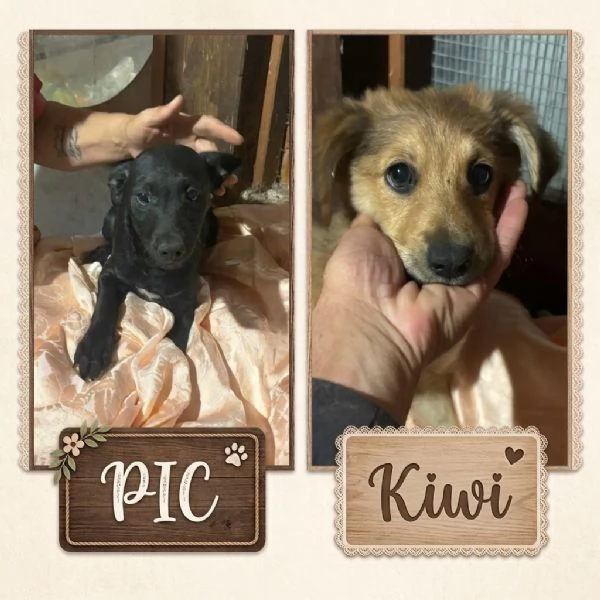 Kiwi e Pic cuccioli 4 mesi cercano casa 