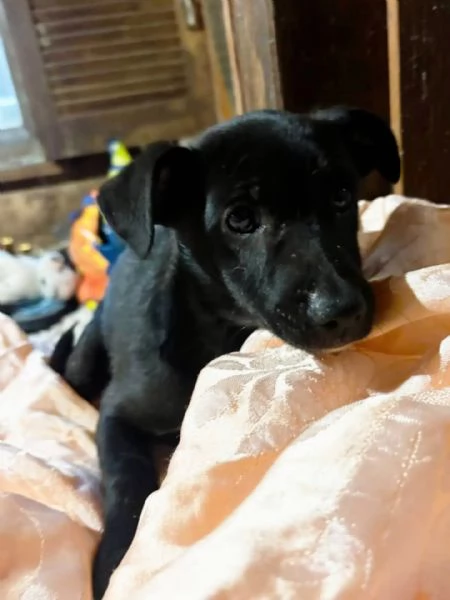 Kiwi e Pic cuccioli 4 mesi cercano casa  | Foto 3