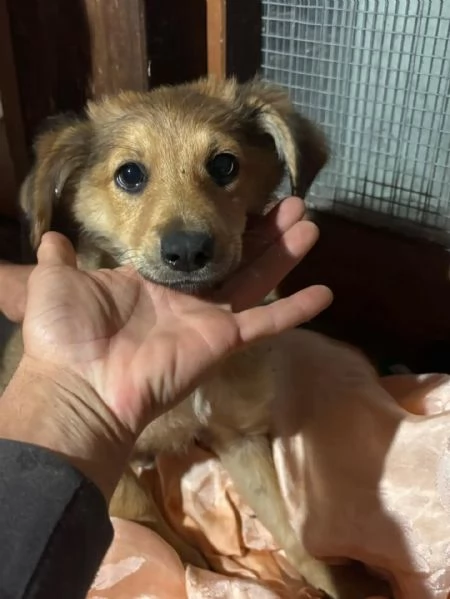Kiwi e Pic cuccioli 4 mesi cercano casa  | Foto 2