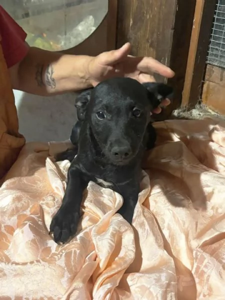 Kiwi e Pic cuccioli 4 mesi cercano casa  | Foto 1
