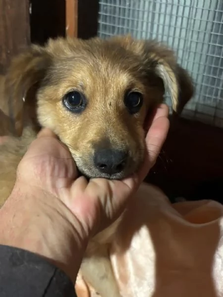 Kiwi e Pic cuccioli 4 mesi cercano casa  | Foto 0