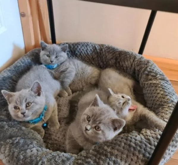 Graziosi gattini British Blue Shorthair