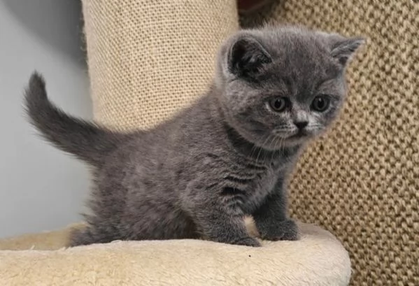 Graziosi gattini British Blue Shorthair