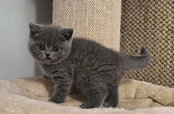 Graziosi gattini British Blue Shorthair | Foto 0
