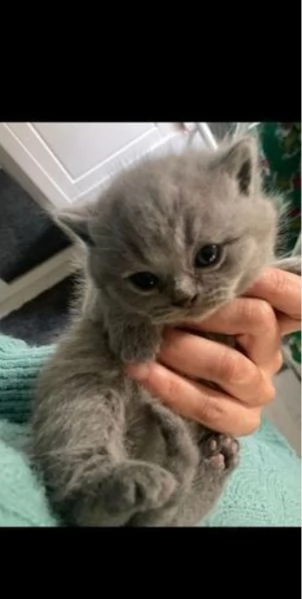 Graziosi gattini British Blue Shorthair