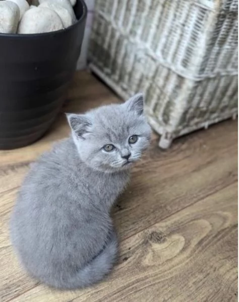 Graziosi gattini British Blue Shorthair | Foto 3