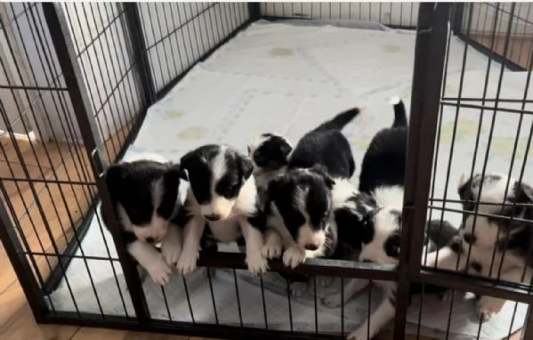 Bellissimo Border Collie di razza pura ALLEVATI CON AMORE per adozione