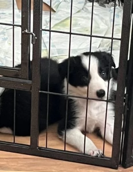 Bellissimo Border Collie di razza pura ALLEVATI CON AMORE per adozione