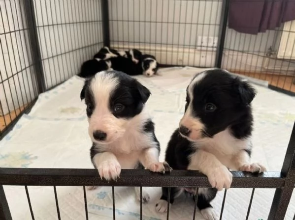 Bellissimo Border Collie di razza pura ALLEVATI CON AMORE per adozione | Foto 0