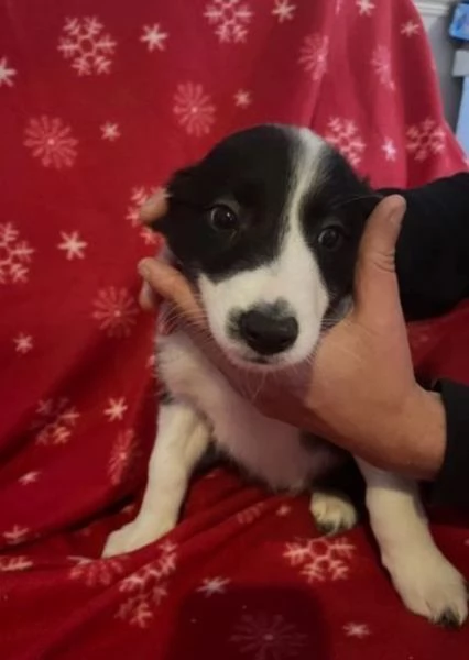 Bellissimo Border Collie di razza pura ALLEVATI CON AMORE per adozione | Foto 2