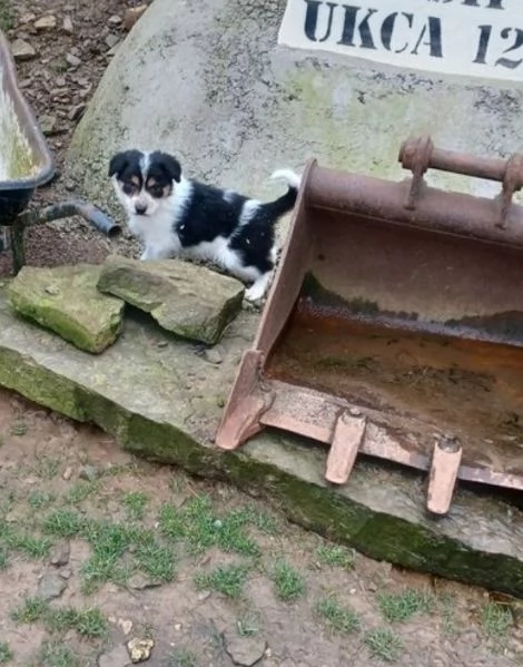 Bellissimo Border Collie di razza pura ALLEVATI CON AMORE per adozione | Foto 1