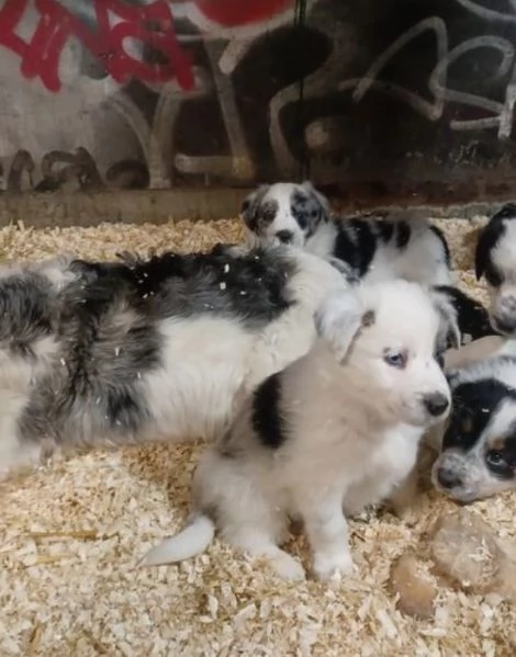 Bellissimo Border Collie di razza pura ALLEVATI CON AMORE per adozione | Foto 0