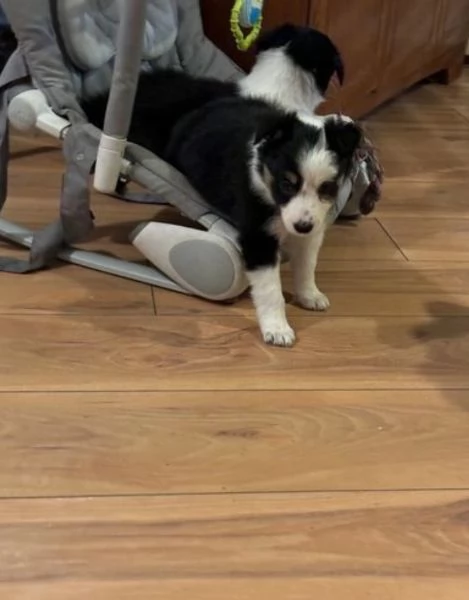 Bellissimo Border Collie di razza pura ALLEVATI CON AMORE per adozione | Foto 2