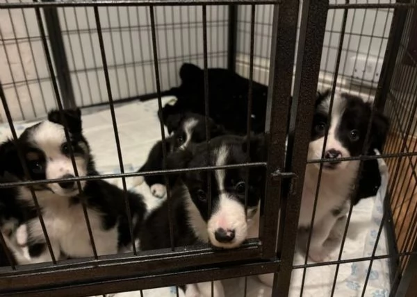 Bellissimo Border Collie di razza pura ALLEVATI CON AMORE per adozione | Foto 2