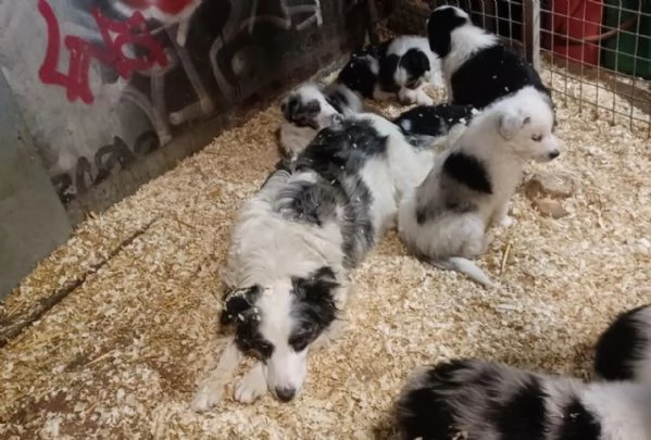 Bellissimo Border Collie di razza pura ALLEVATI CON AMORE per adozione | Foto 1