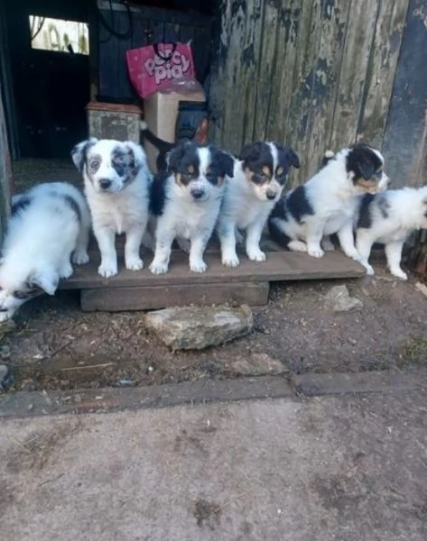 Bellissimo Border Collie di razza pura ALLEVATI CON AMORE per adozione | Foto 0
