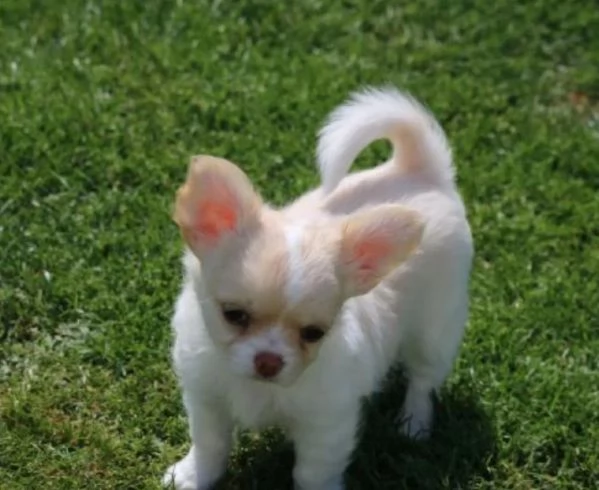 Chihuahua femmina pedigree 