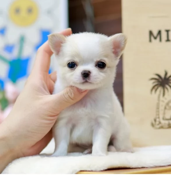 2cuccioli di chihuahua per l'adozione | Foto 1