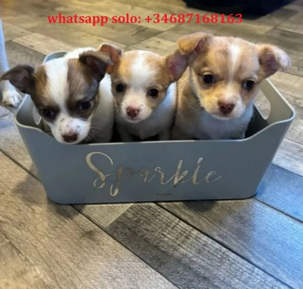 bellissimi cuccioli di chihuahua per l'adozione | Foto 0