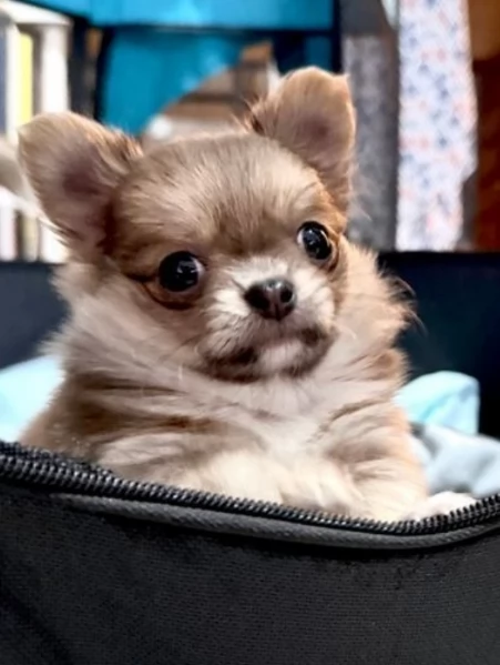 bellissimi cuccioli di chihuahua per l'adozione | Foto 2