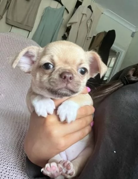 bellissimi cuccioli di chihuahua per l'adozione | Foto 0