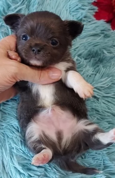 belle cuccioli di chihuahua per l'adozione | Foto 0