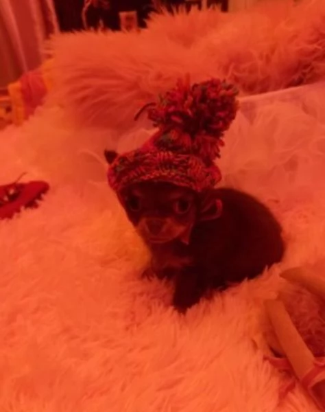 bellissimi cuccioli di chihuahua per l'adozione | Foto 2