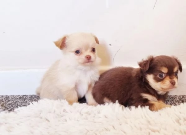 bellissimi cuccioli di chihuahua per l'adozione | Foto 1