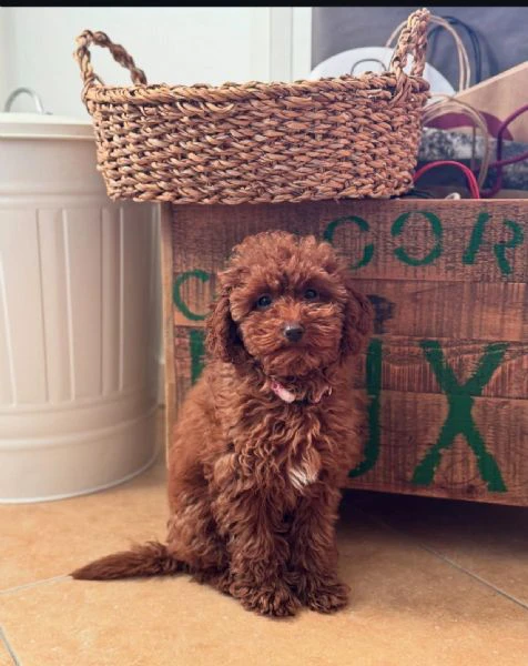 Barboncini toy red, fratello e sorella