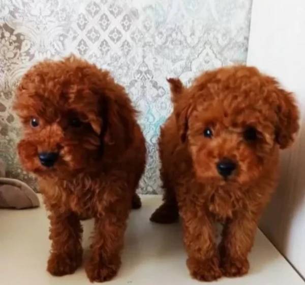 Barboncini toy red, fratello e sorella | Foto 1