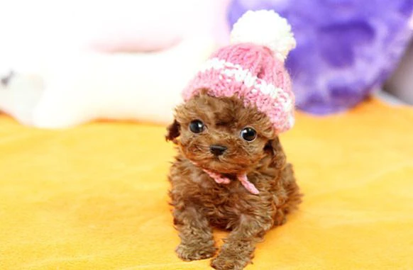 Disponibili due cuccioli di barboncino toy per adozione | Foto 2